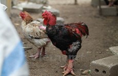 Medios extranjeros admiran en Vietnam al pollo Dong Tao con patas de “escamas de dragón” 