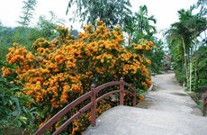 Ri Rung en plena floración embellece paisajes de Da Nang en Vietnam 