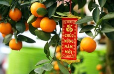 Significado del kumquat en costumbres tradicionales del Tet vietnamita