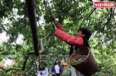 Festival de cosecha de ciruelas en meseta de Moc Chau 