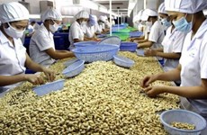Sector del anacardo de Vietnam se centrará en aprovechar TLC 