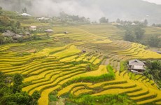 Contemple belleza de terrazas doradas de arroz en las tierras altas de Ha Giang