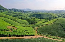 Provincia de Phu Tho desarrolla productos de té ecológico 