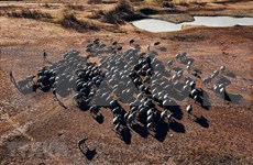 La belleza del paisaje con cientos de búfalos en el lago Suoi Da