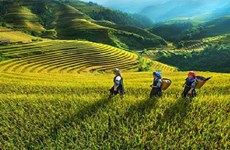 Ciencia y tecnología: base para desarrollo de zonas montañosas de Vietnam