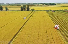 Delta del Mekong por reducir emisiones de gases en producción de arroz