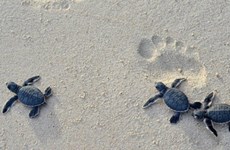 Conservan poblaciones y hábitats de tortugas marinas en Vietnam