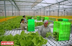 Agilizan la cadena de la agricultura orgánica de Vietnam