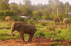 Aprueban el ajuste de proyecto de conservación de los elefantes vietnamitas