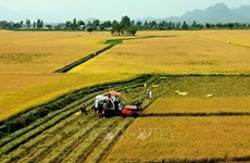 Provincia vietnamita de Ninh Thuan promueve desarrollo agrícola y rural sostenible