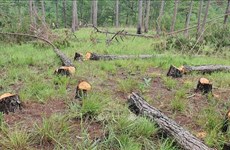 Vietnam intensificar manejo de deforestación de tierras boscosas