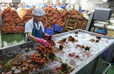 Países del sudeste asiático multiplican importaciones de productos agrícolas vietnamitas