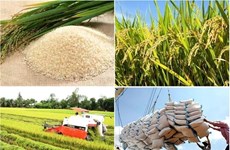 Exportaciones del arroz vietnamita aumentan casi 50% en primeros dos meses de 2024