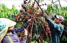 Precios internos del café vietnamita alcanzan nivel récord