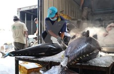 Aumenta drásticamente exportación de atún vietnamita a Chile   