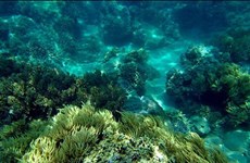 Buscan recuperar coral mediante arrecifes artificiales en costa de Vietnam