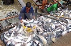 China podrá ser mayor importador de pescado Tra de Vietnam  