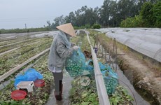 Vietnam promueve el papel de campesinado en la reestructuración agrícola