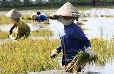 Impulsan agricultura con adaptación al cambio climático en Vietnam
