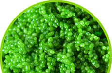 Provincia vietnamita desarrolla el cultivo de caviar verde 