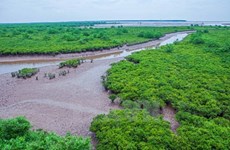 Vietnam busca fortalecer sistema de bosques protectores en su costa   