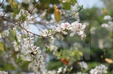 Celebrarán en Vietnam festival de Flor de Bauhinia blanca en marzo de 2017