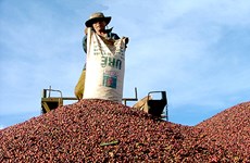 Aumentan exportaciones de productos acuícolas, café y té de Vietnam