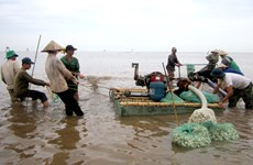 Vietnam desarrolla cría sostenible de almeja 