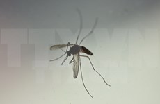 Ciudad Ho Chi Minh confirma nueva embarazada con Zika