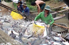 Vietnam aspira a siete mil 100 millones de USD por exportaciones acuícolas en 2017