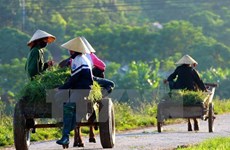 Evalúan labores de desarrollo agrícola y rural en Vietnam en 2016