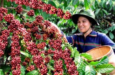 Vietnam exportó 1,79 millones de toneladas de café en 2016