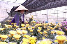 Proponen establecer centros de comercio de flores en ciudades vietnamitas 
