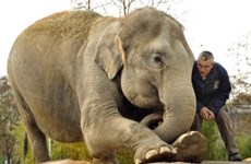 Debaten medidas para la preservación de elefantes en Vietnam