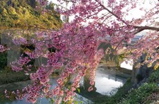Da Lat celebrará primer festival de flor de cerezo