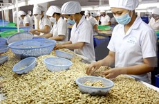 Sector de anacardo de Vietnam prevé crecimiento en 2017