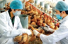 Reportan brote de gripe aviar H5N1 en Camboya
