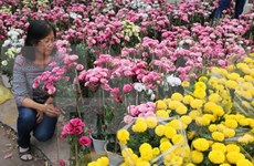 Se aproxima mayor festival de rosas en Vietnam