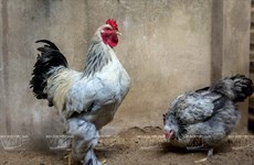 Cría de pollos Brahma en Saigón