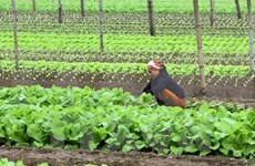 Países Bajos estudia desarrollo de centro de semillero en provincia vietnamita
