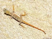 Encuentran 700 geckos de cola amarilla endémicos en isla de Vietnam