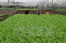 Ofrece Sudcorea asistencia al desarrollo agrícola orgánico en provincia vietnamita