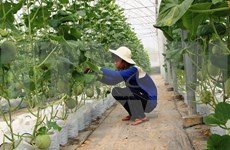 Construirán en provincia sudvietnamita fábrica de procesamiento de frutas