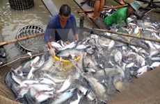 Expertos: Exportadores vietnamitas de pescado Tra deben mirar hacia mercado asiático