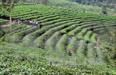 Decenas de miles de agricultores participarán en cultivo sostenible de té   