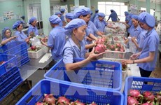 Exportaciones de vegetales y frutas de Vietnam prevén alcanzar valor multimillonario