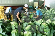 Vietnam aspira a tres mil millones de dólares por exportaciones de vegetales y frutas 