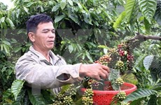 Organizarán en provincia vietnamita festivales del café y de cultura de Altiplanicie