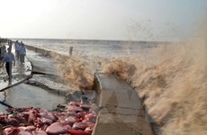 Provincia vietnamita despliega medidas contra erosión del litoral