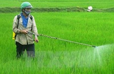 Aclaran nuevas regulaciones en sector agrícola vietnamita para empresas estadounidenses